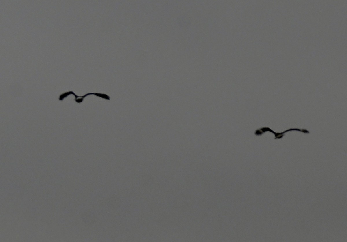 karančo jižní - ML646158888