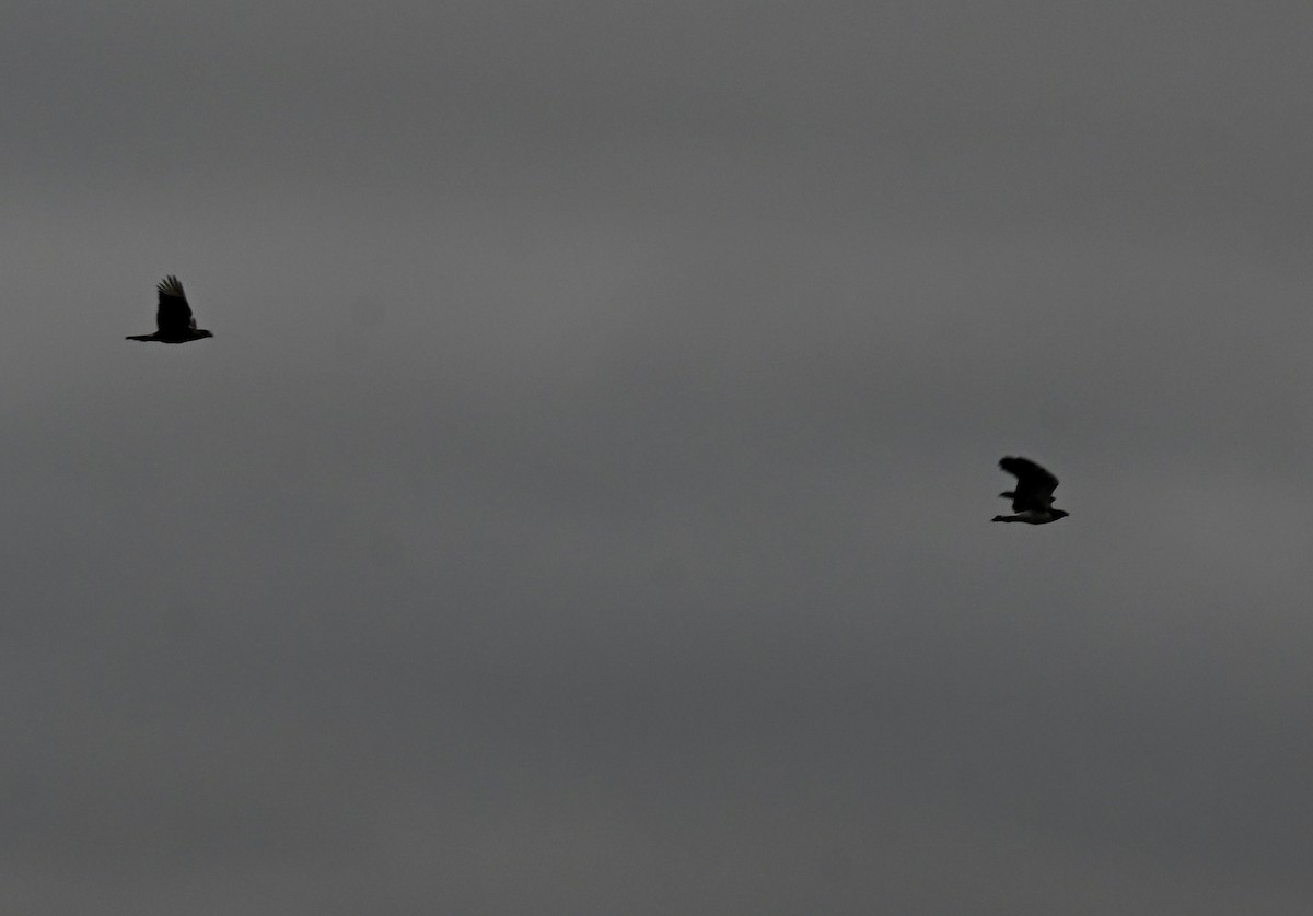 karančo jižní - ML646158889