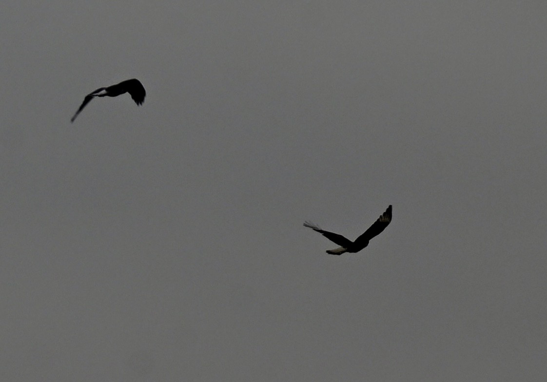 karančo jižní - ML646158890