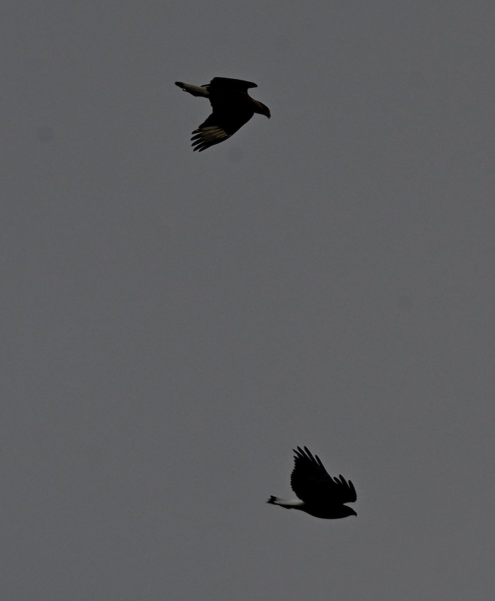 karančo jižní - ML646158891