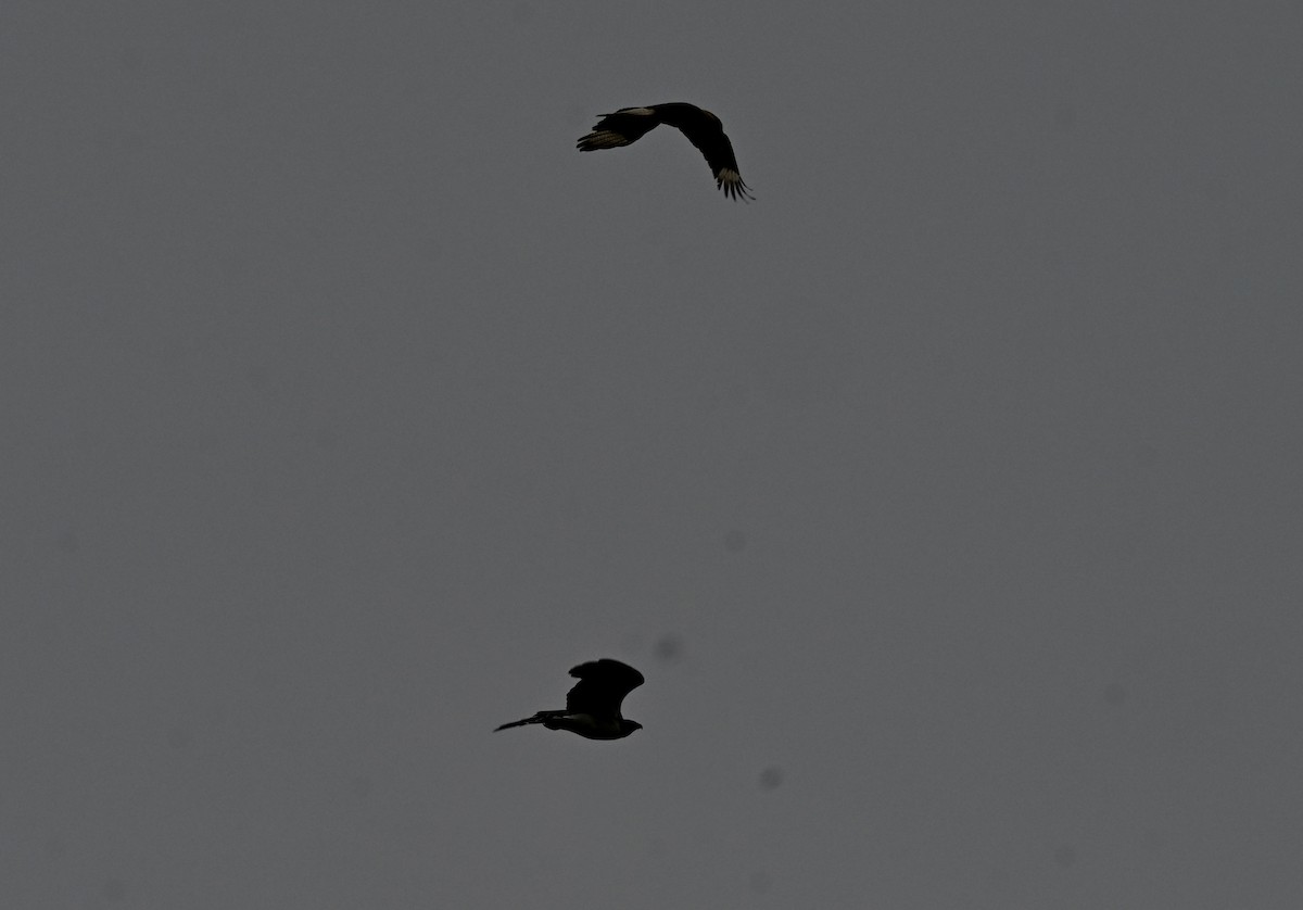 karančo jižní - ML646158892