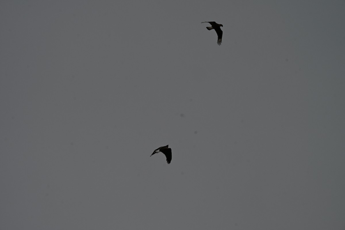 karančo jižní - ML646158893