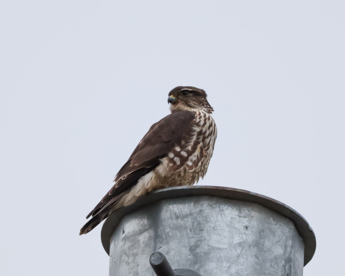 Хайргууна шонхор - ML646158896