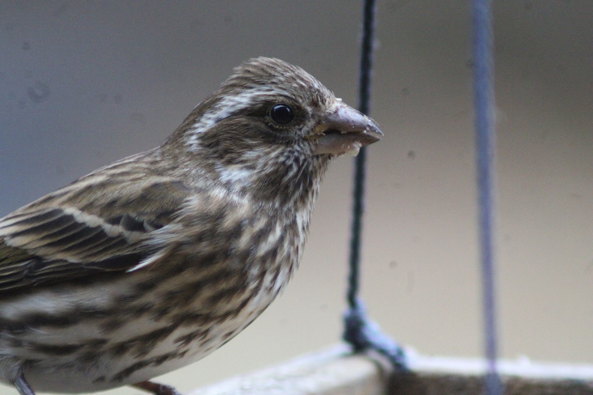 Purple Finch - ML646158897