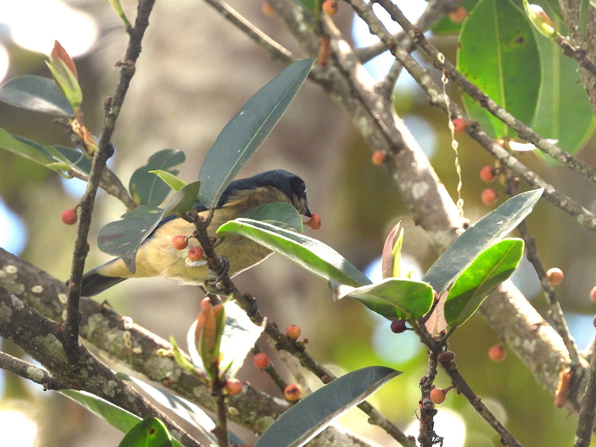 Fawn-breasted Tanager - ML646158898