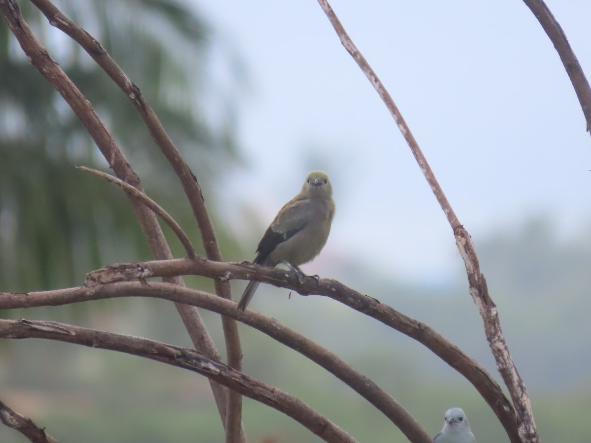 Palm Tanager - ML646158899