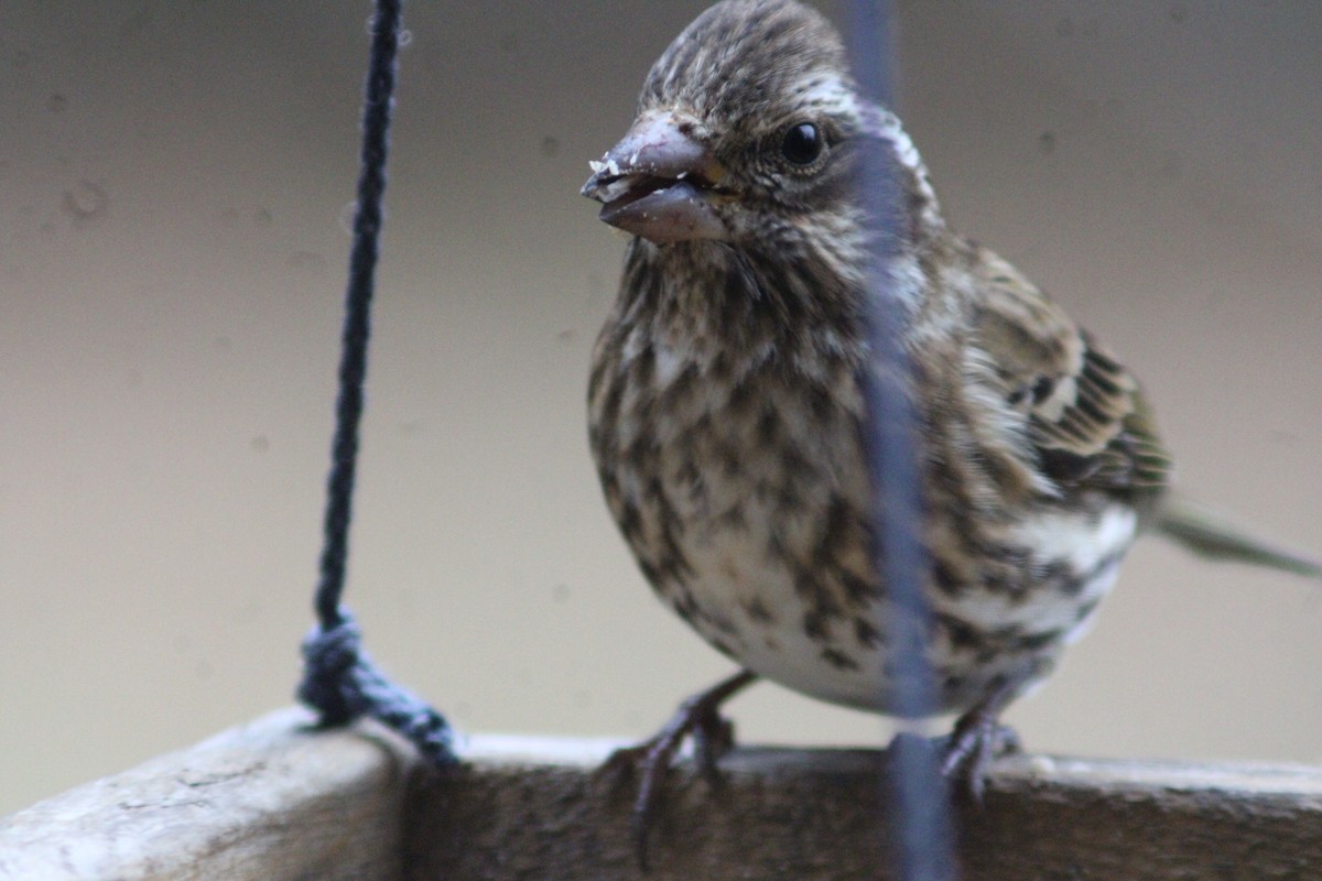 Purple Finch - ML646158901