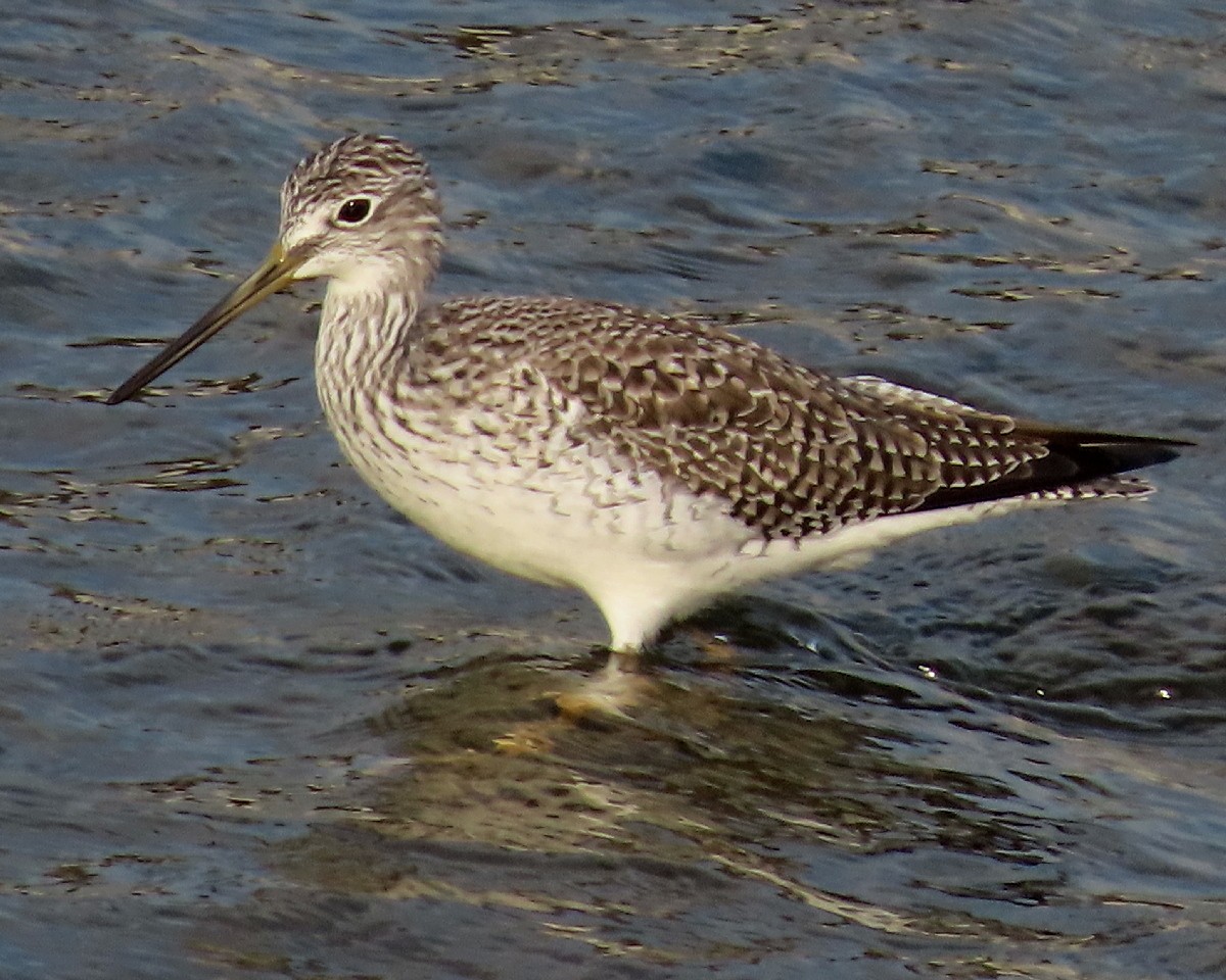 Tüpfelgelbschenkel - ML646158902