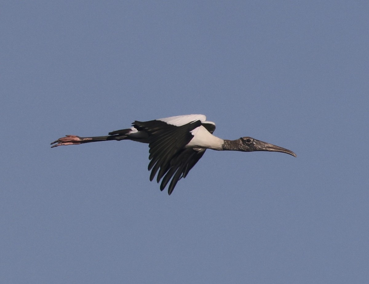 Wood Stork - ML646158904