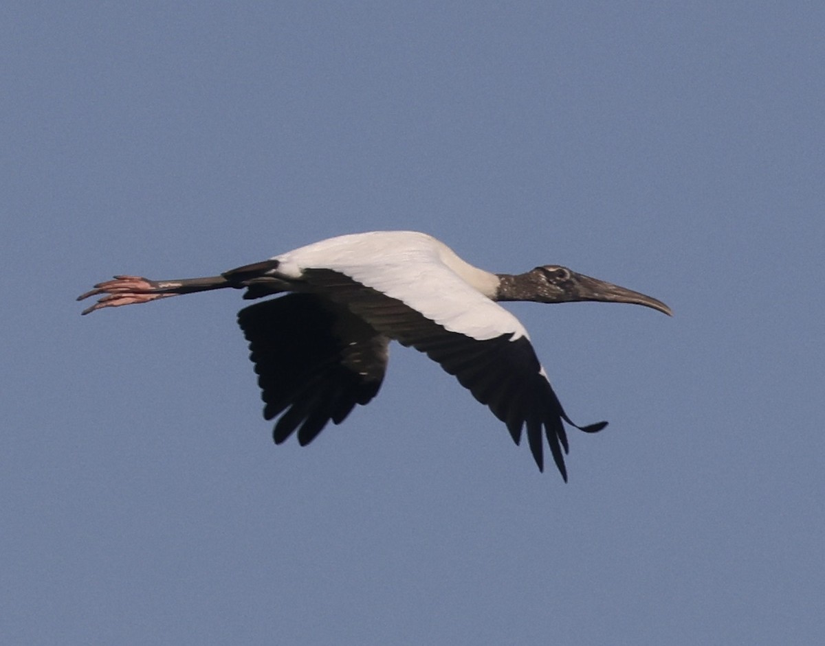 Wood Stork - ML646158905