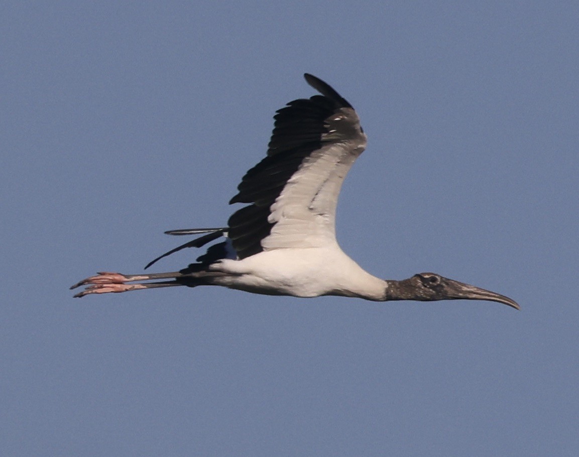 Wood Stork - ML646158906