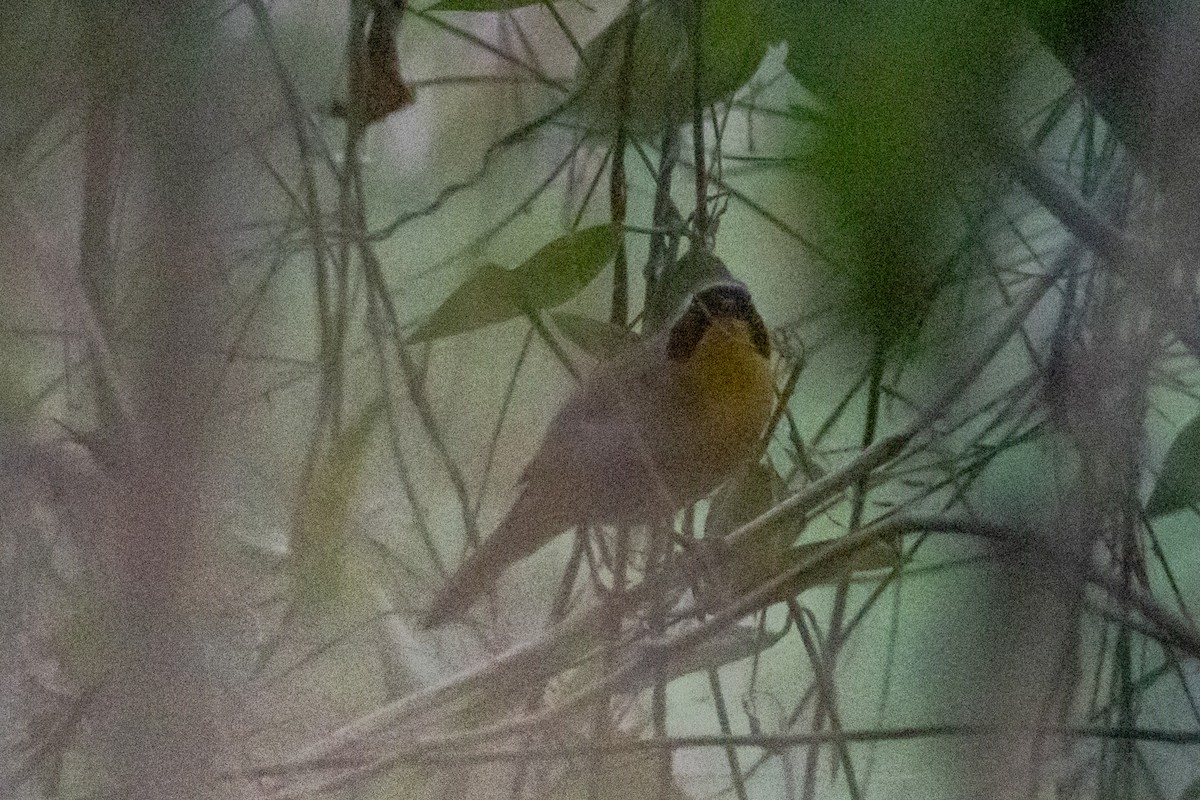 Belding's Yellowthroat - ML646158913
