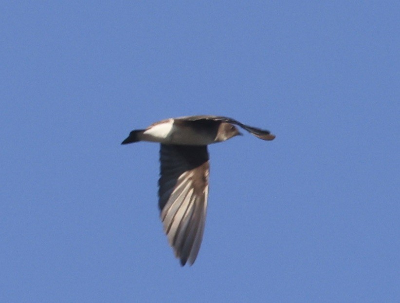 Northern Rough-winged Swallow - ML646158914