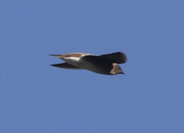Northern Rough-winged Swallow - ML646158915