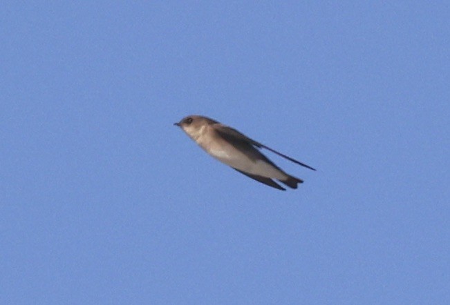 Northern Rough-winged Swallow - ML646158916