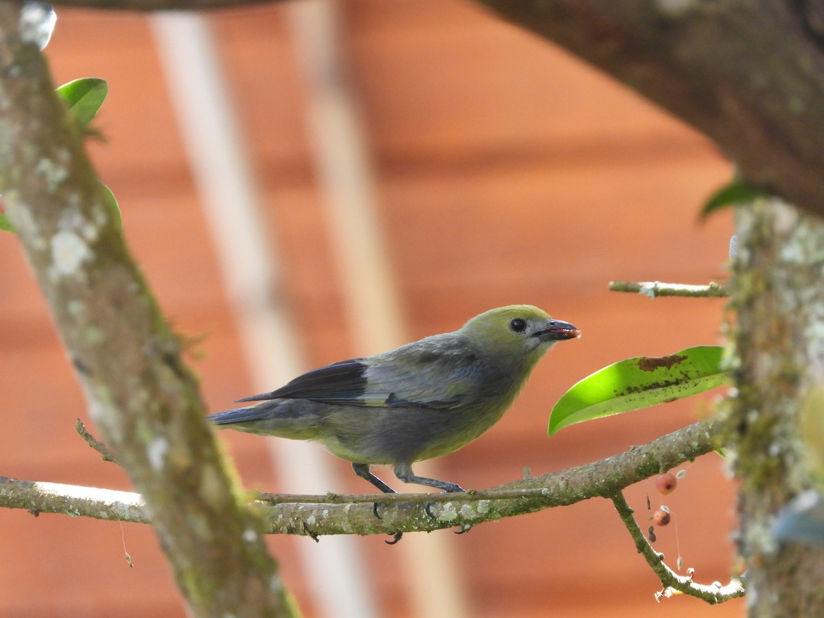 Palm Tanager - ML646158917