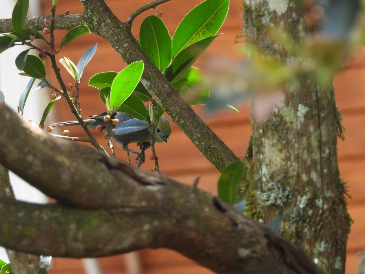 Palm Tanager - ML646158918