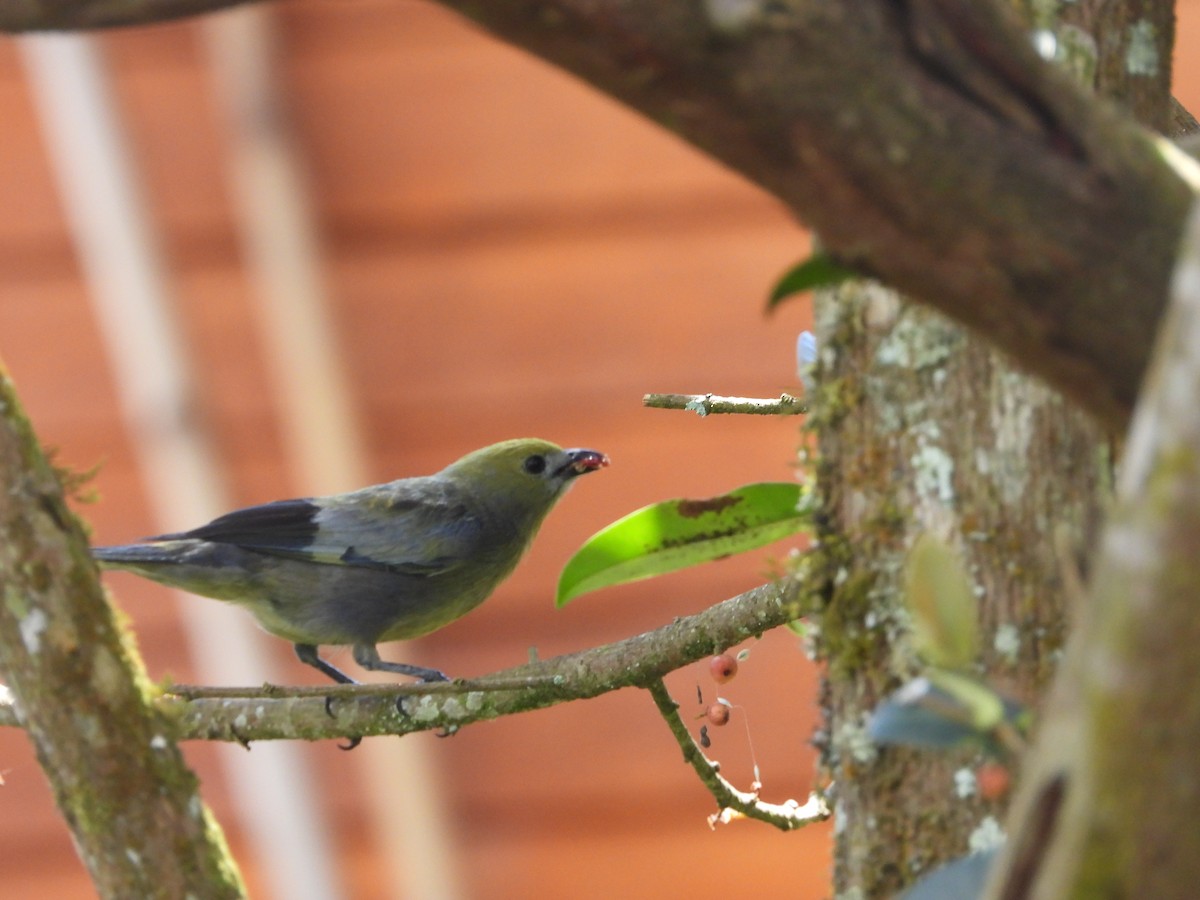 Palm Tanager - ML646158919