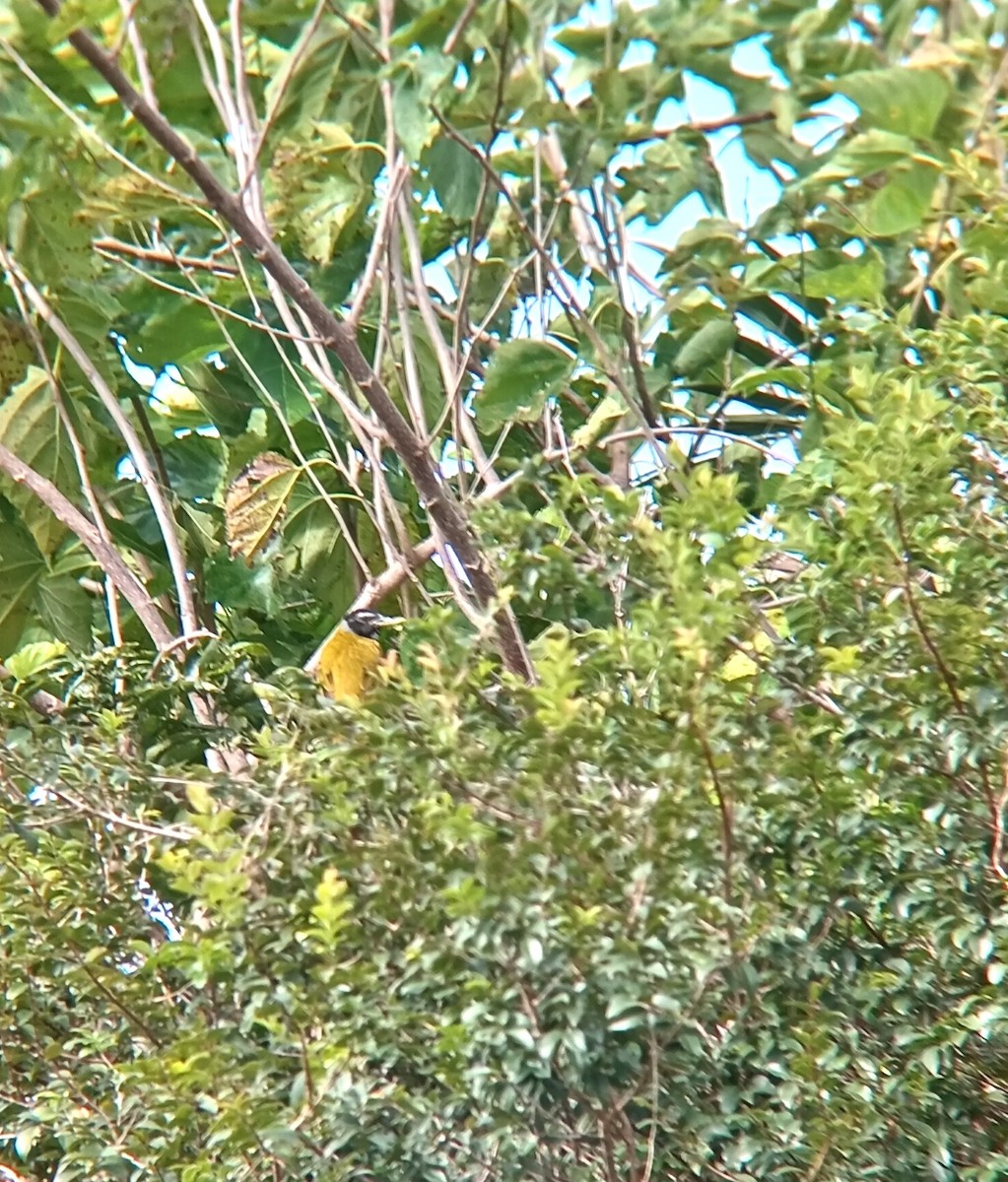 Black-headed Saltator - ML646158921