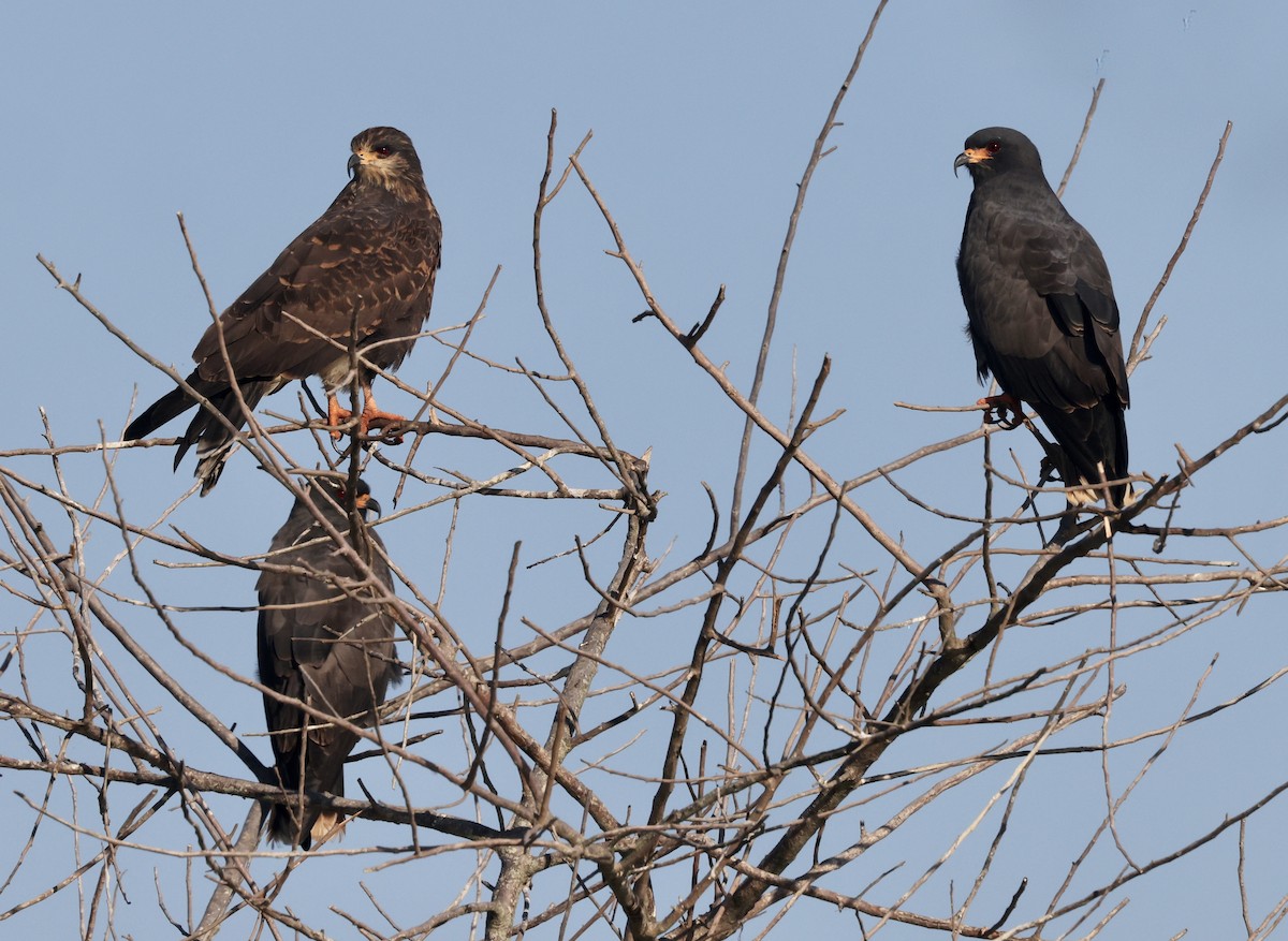Snail Kite - ML646158922