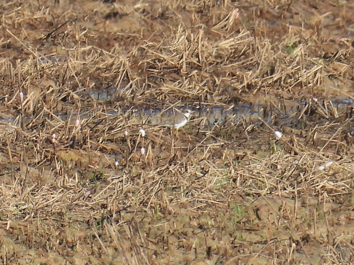 Corriere piccolo - ML646158925