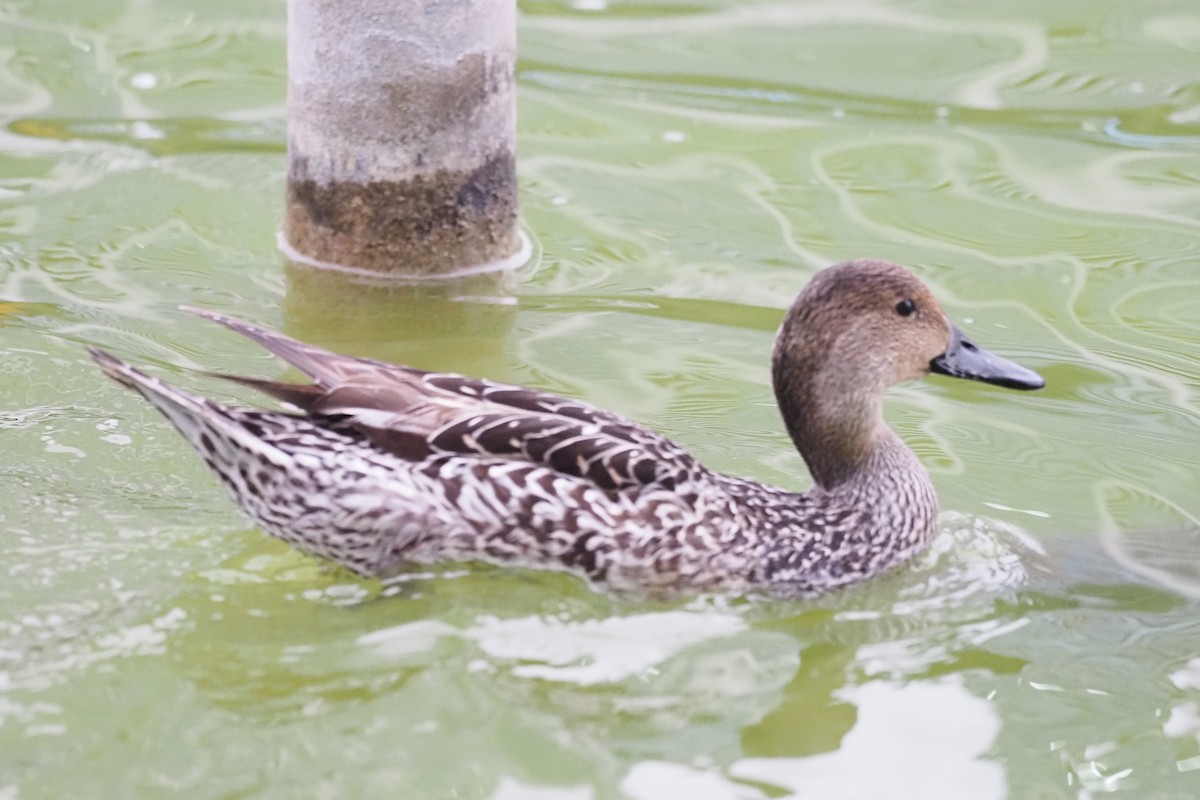 尖尾鴨 - ML646158933