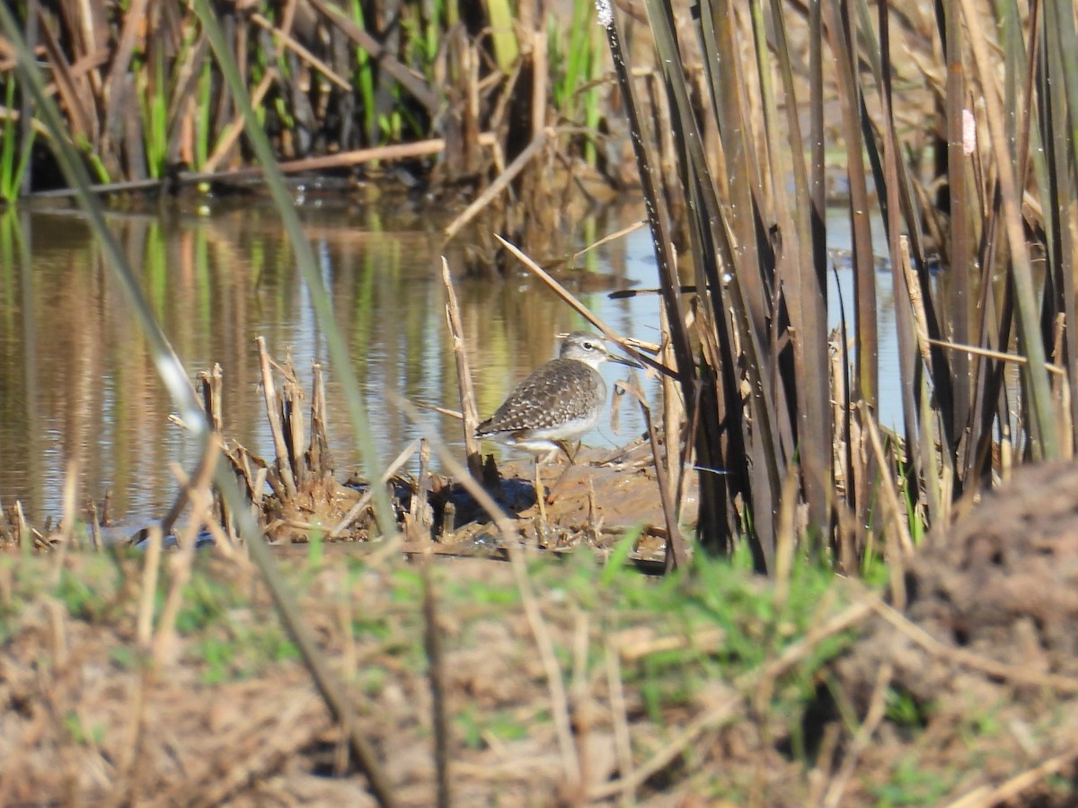 vodouš bahenní - ML646158937