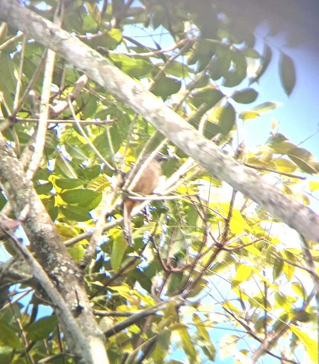 Cinnamon-bellied Saltator - ML646158939