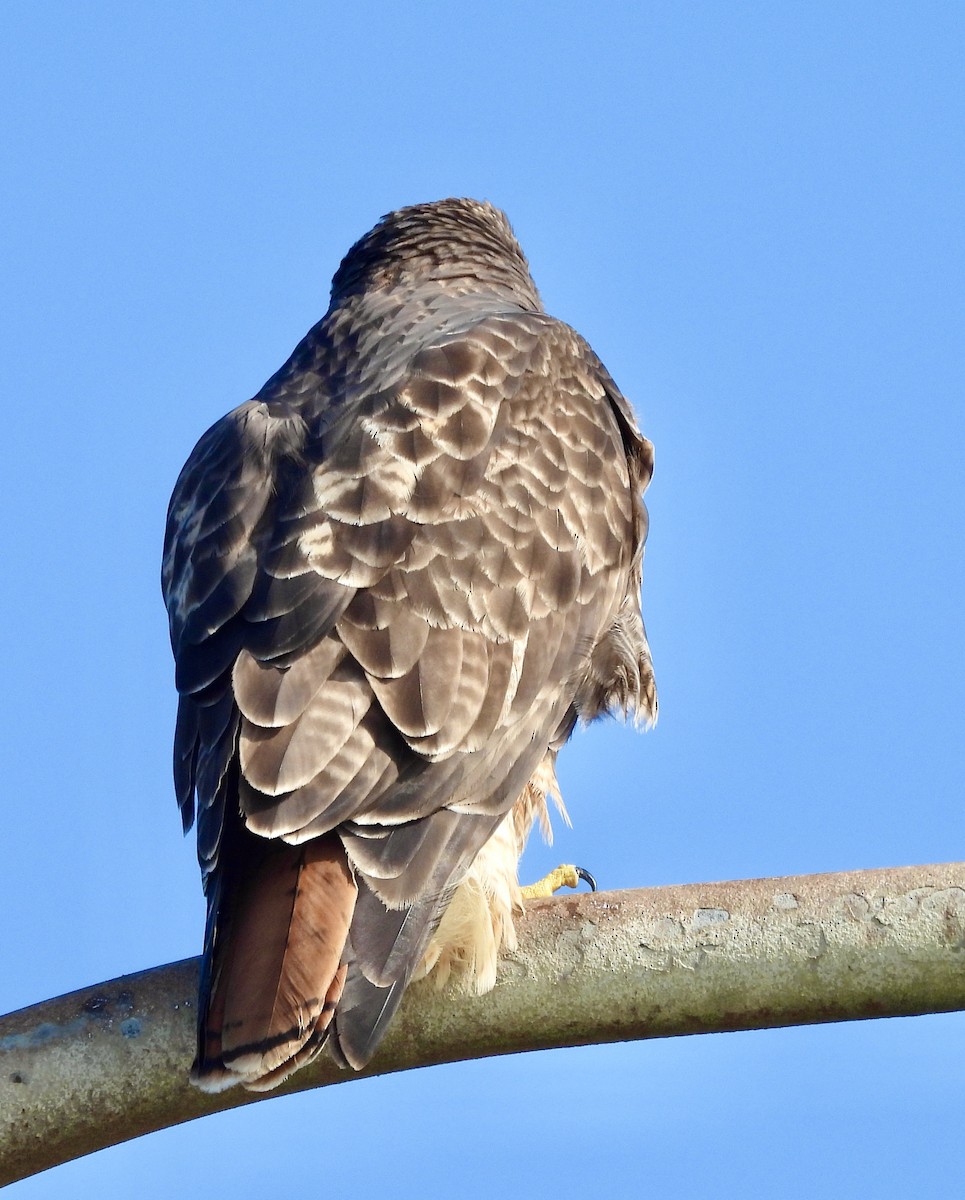 Red-tailed Hawk - ML646158940