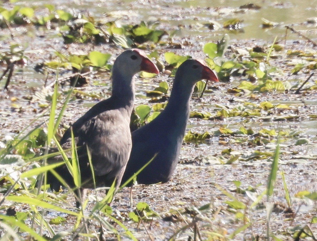 Pollo sultano testagrigia - ML646158945