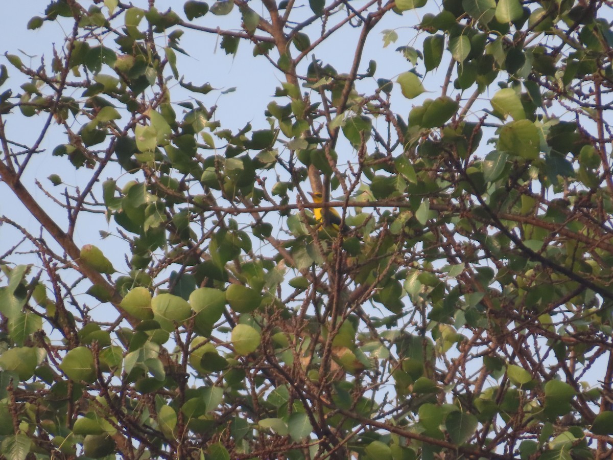 Indian Golden Oriole - ML646158946