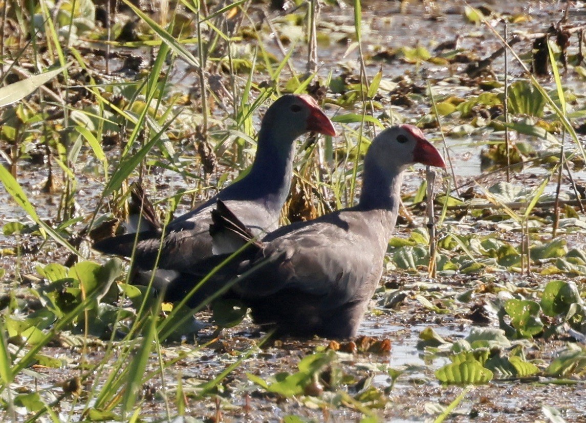 Pollo sultano testagrigia - ML646158947