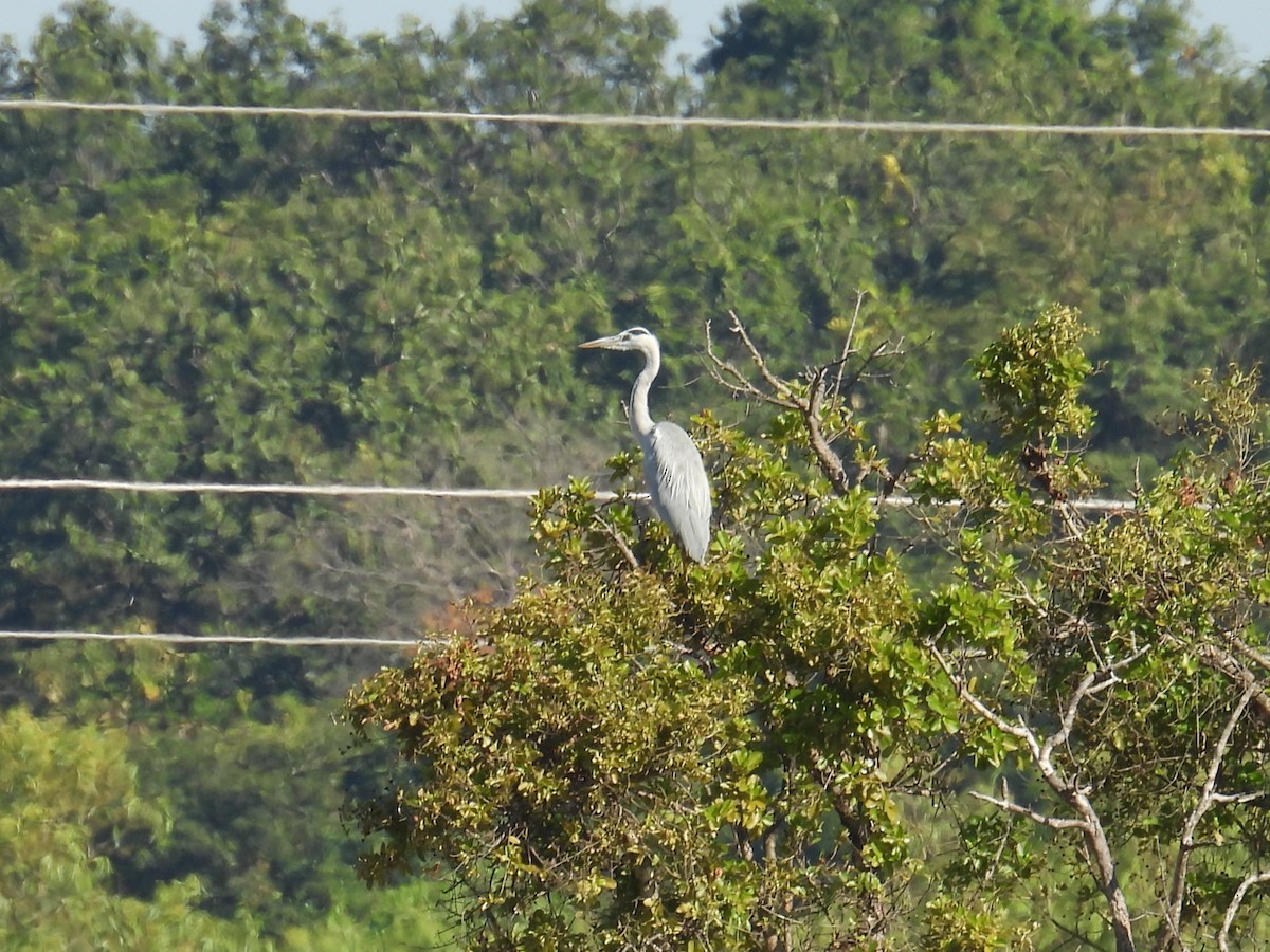 Airone cenerino - ML646158949