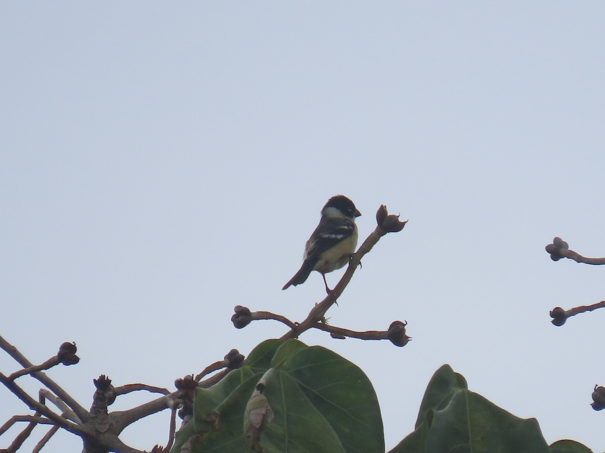 Morelet's Seedeater - ML646158951