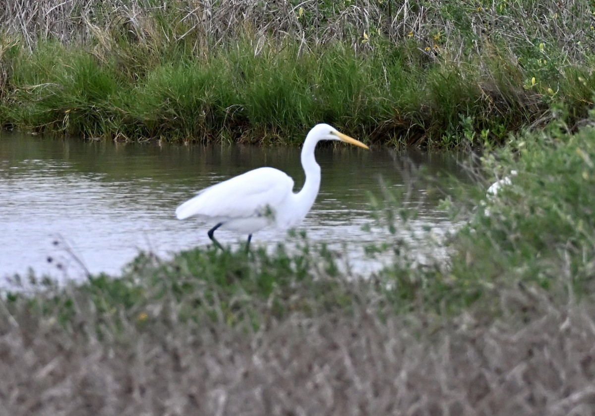 volavka bílá - ML646158952