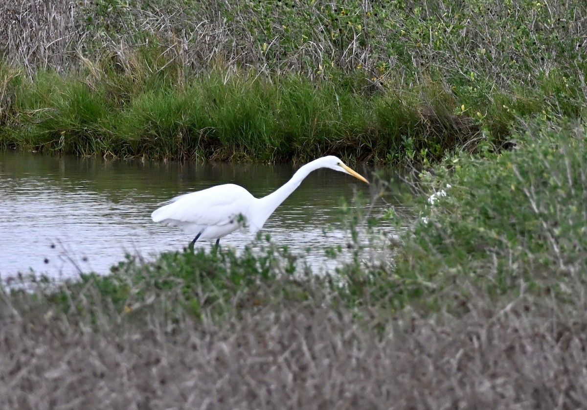 volavka bílá - ML646158953