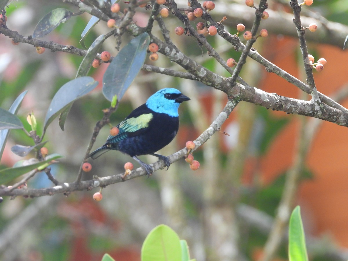Calliste à cou bleu - ML646158954