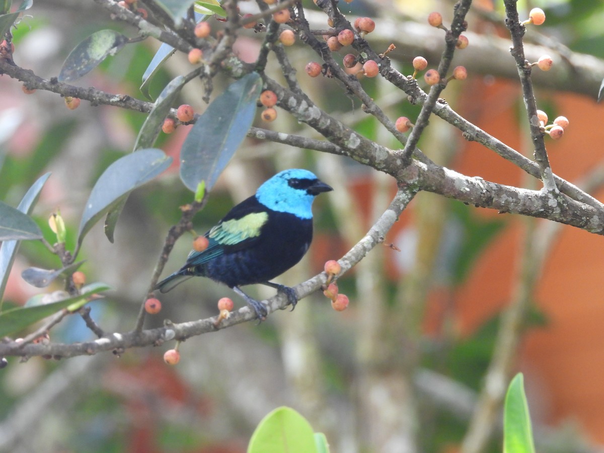Calliste à cou bleu - ML646158955