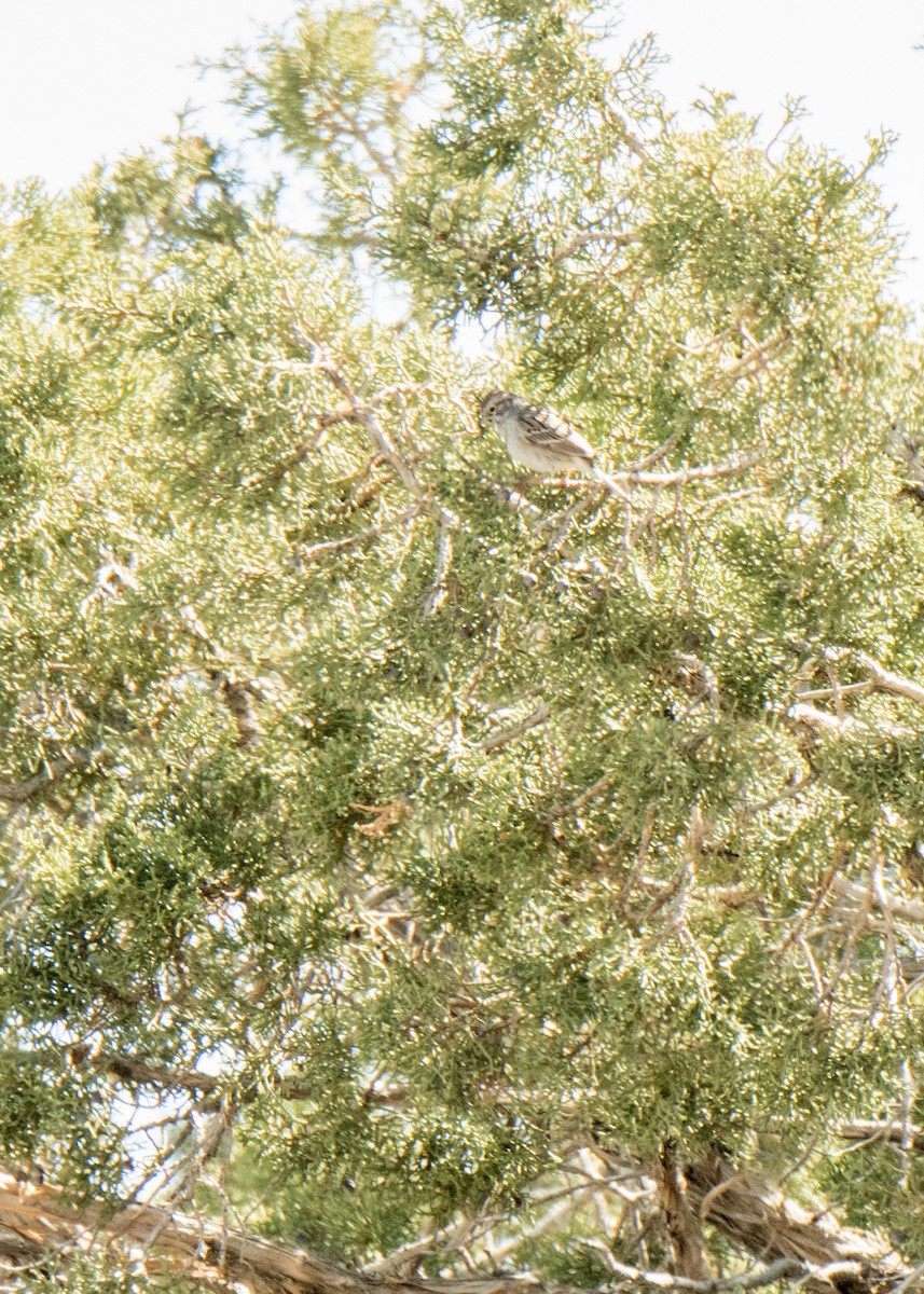 Blassammer - ML646158959