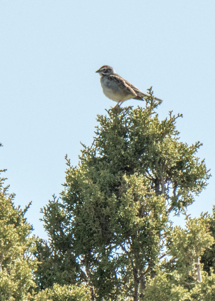 Rainammer - ML646158968