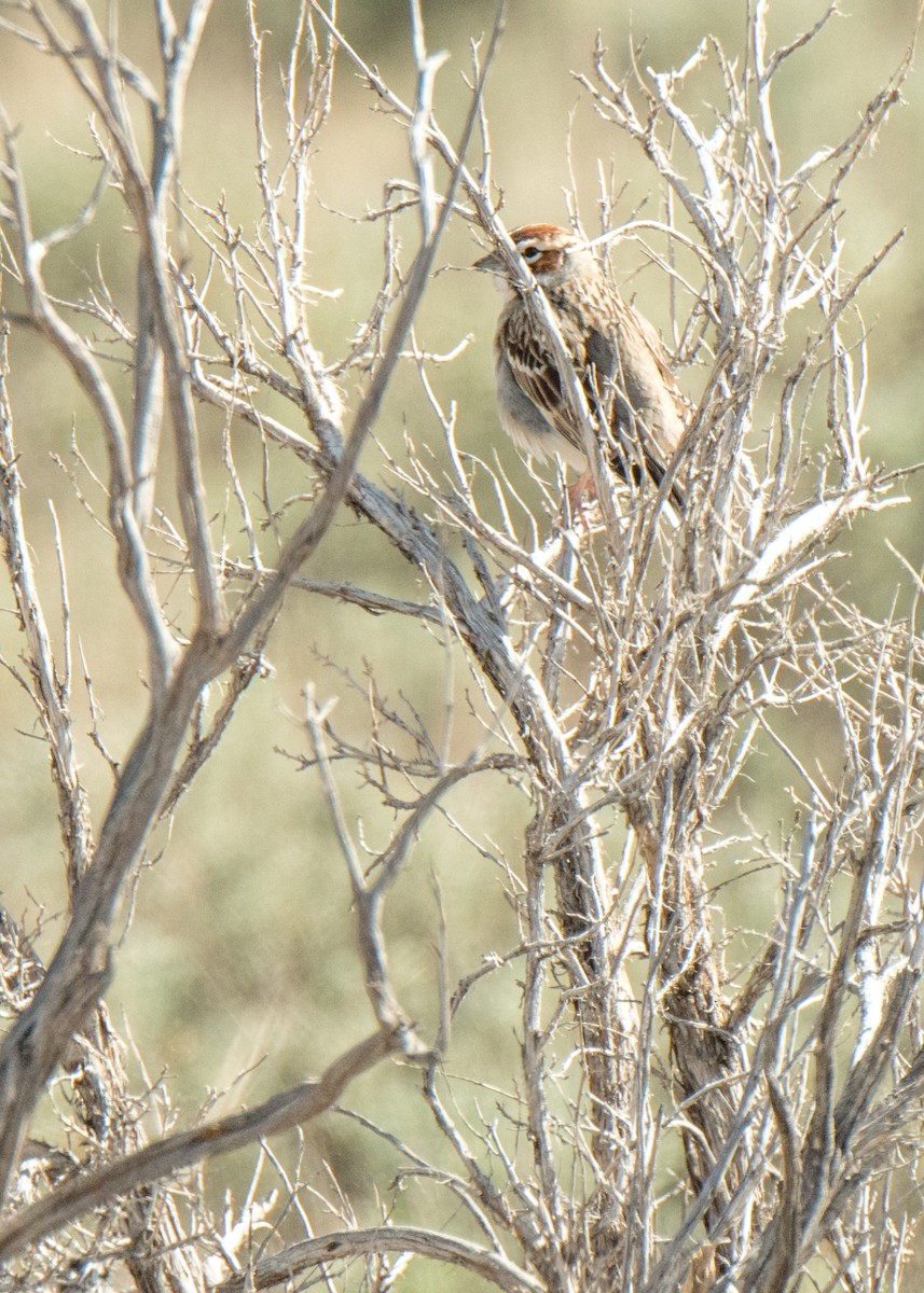 Rainammer - ML646158969