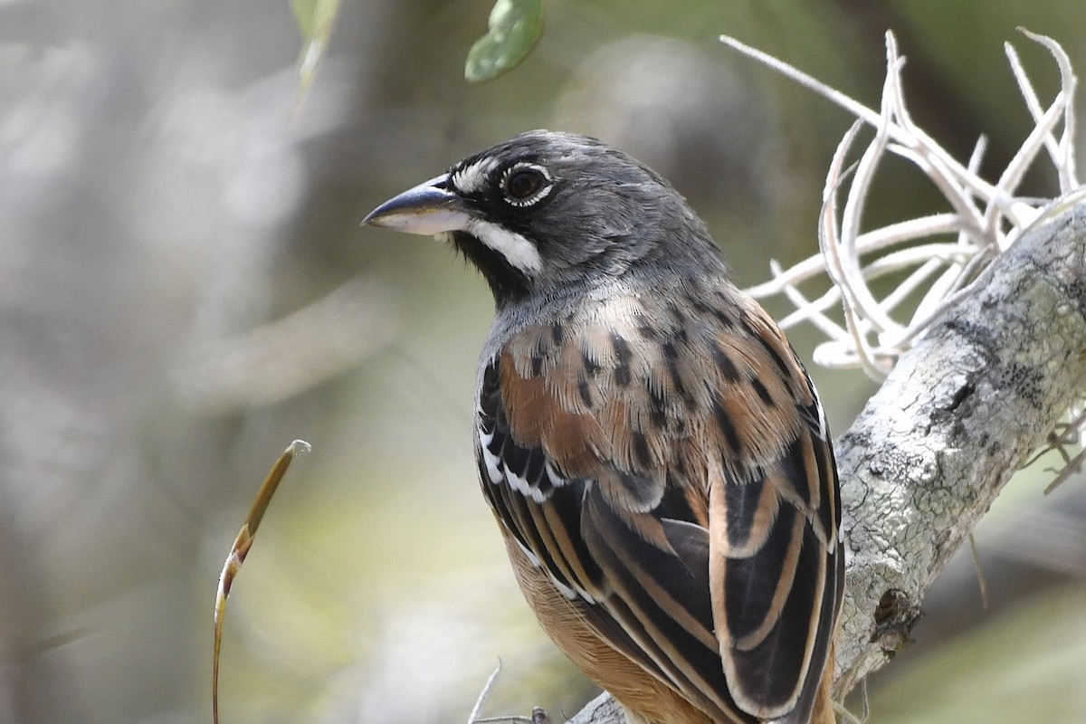 Gözlüklü Serçe - ML646158970