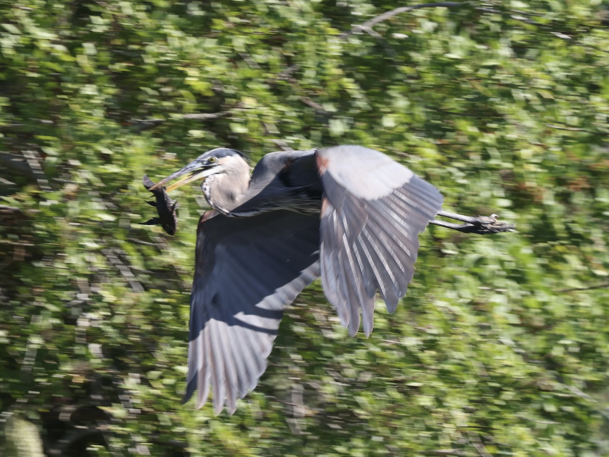 Great Blue Heron - ML646158979