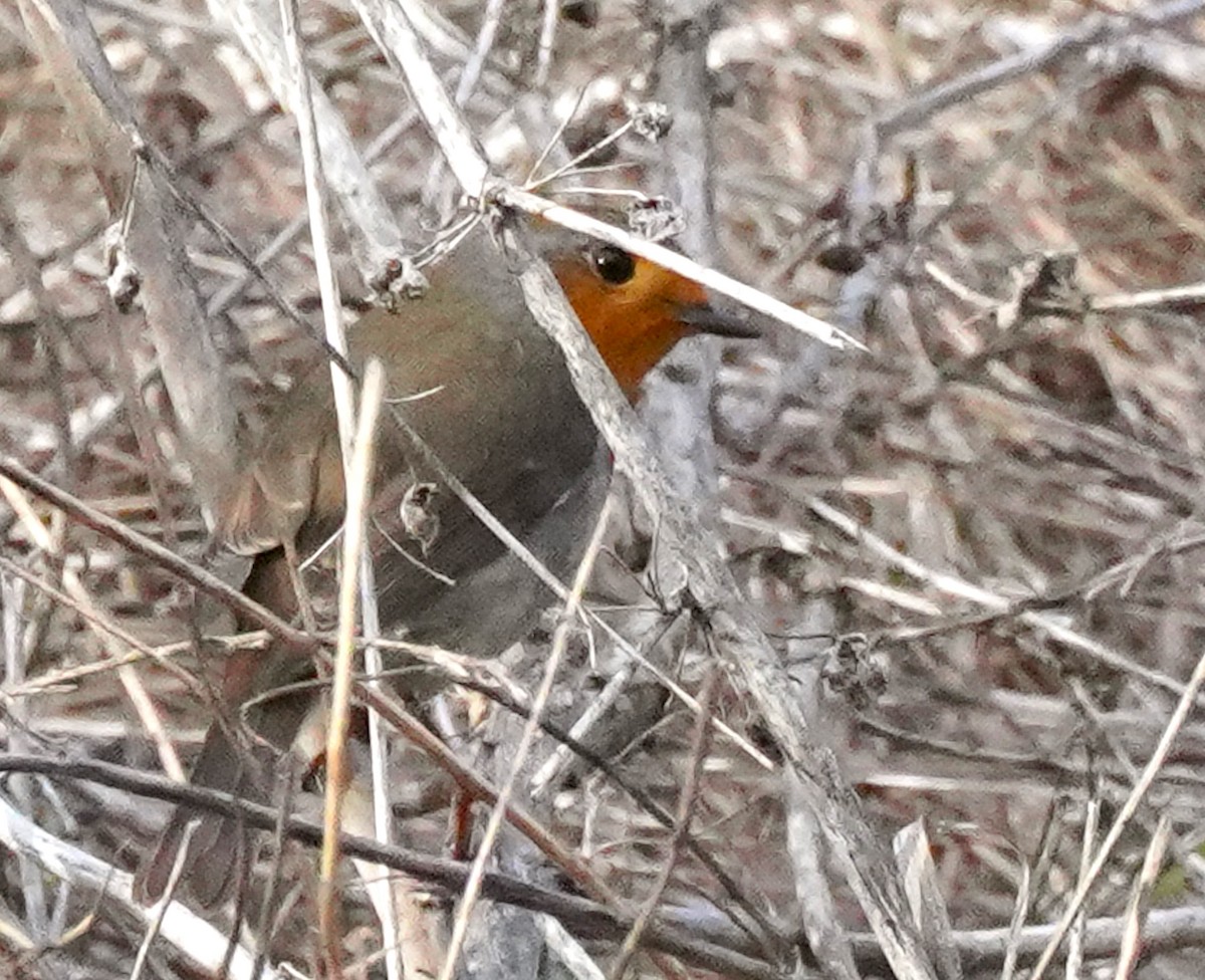 European Robin - ML646158984