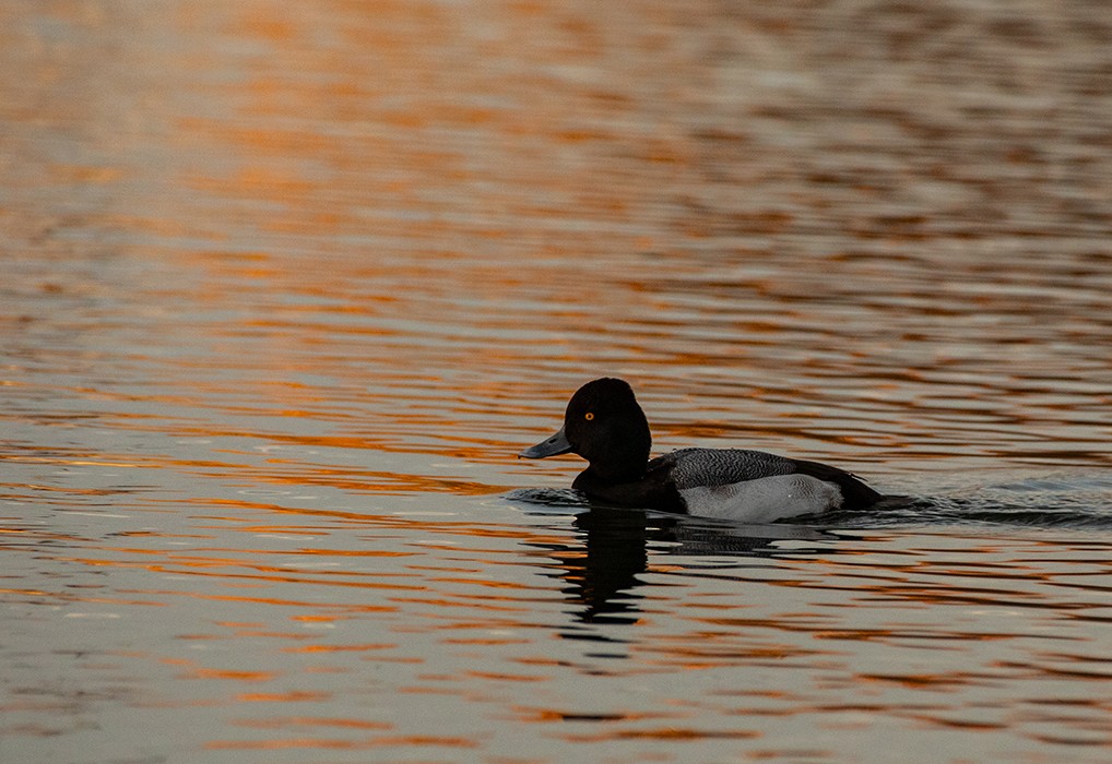 Lesser Scaup - ML646158986