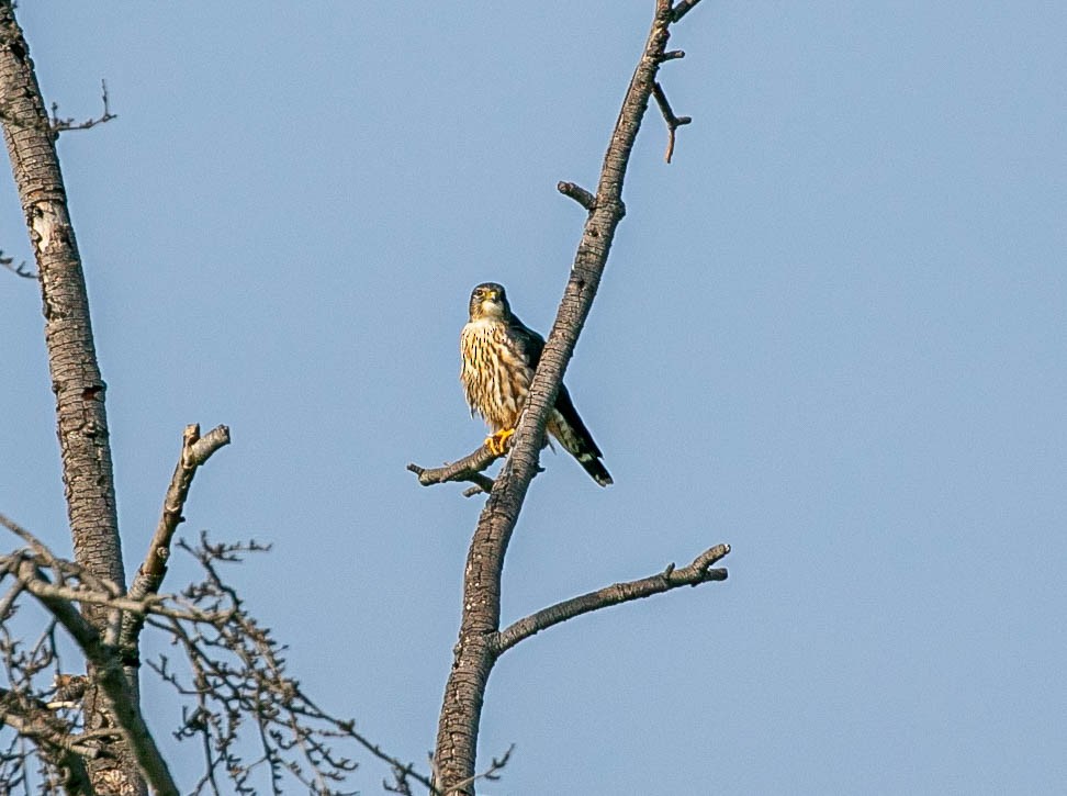 Merlin - ML646158987