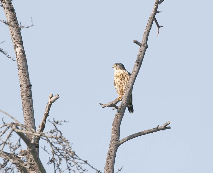 Merlin - ML646158988