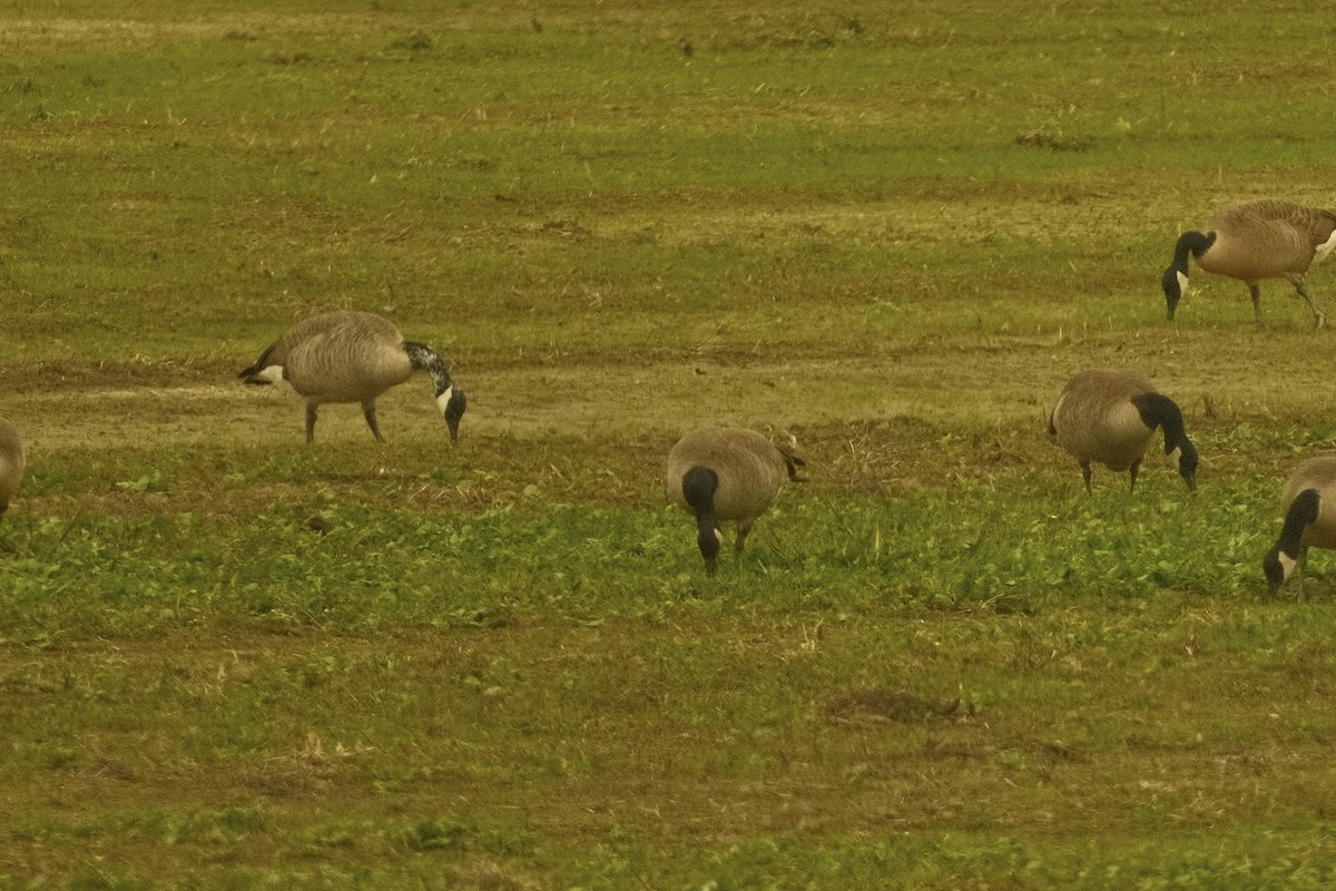 ברנטה קנדית - ML646159008