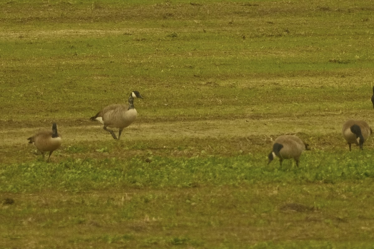 ברנטה קנדית - ML646159009