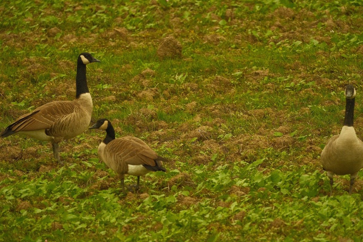 ברנטה קנדית - ML646159010